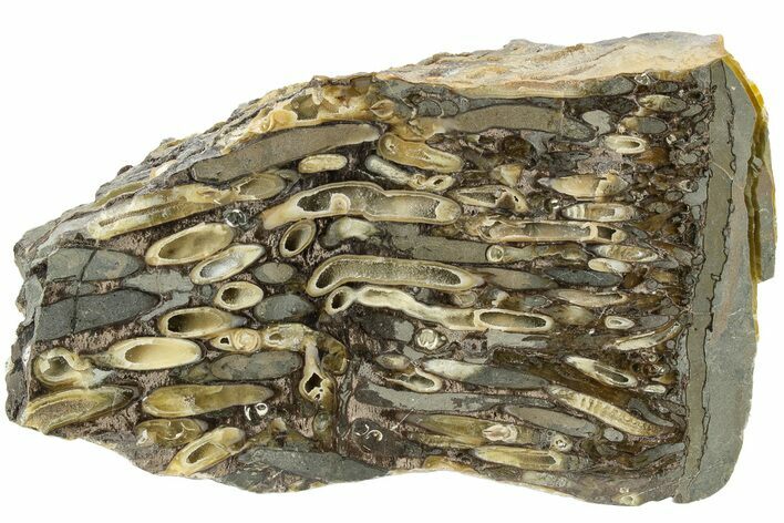 Polished Fossil Teredo (Shipworm Bored) Wood - England #206455